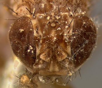 Media type: image;   Entomology 13422 Aspect: head frontal view